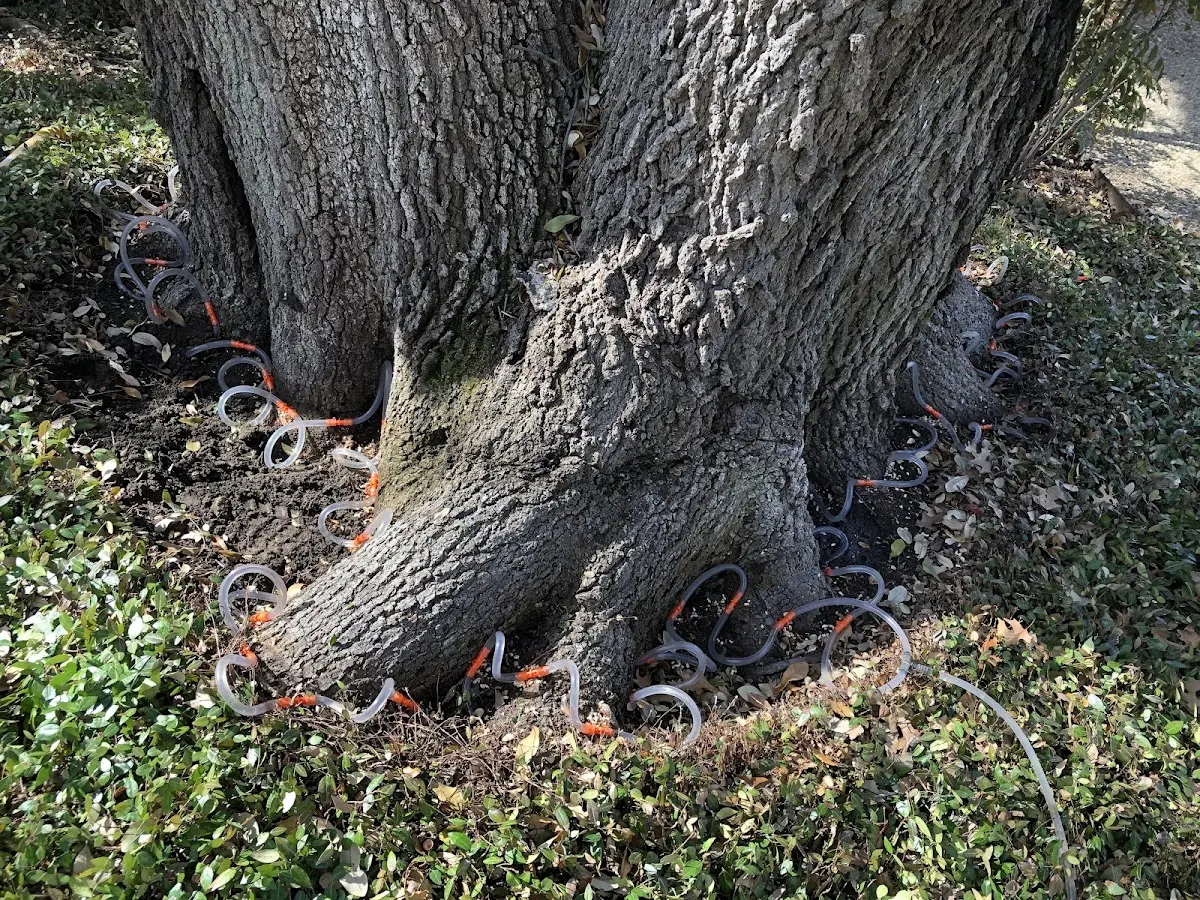 Detailed Tree Cabling and Bracing job site in Fielding