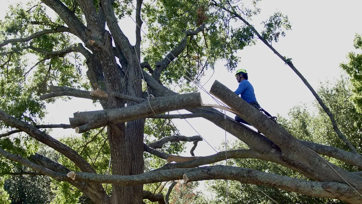 Professional Crown Thinning performed by certified arborists in Fielding