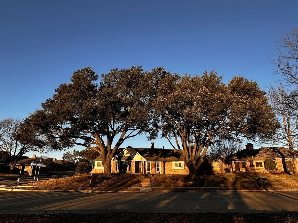 Established residential canopy tree shading a home in Fielding
